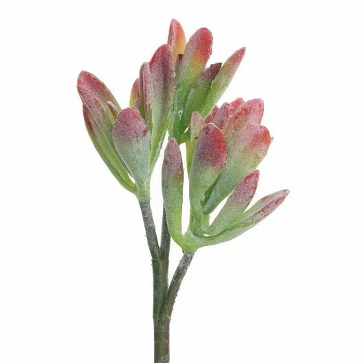succulent with red tipped leaves 15" Succulent Stem Red Tip – Cokas Diko Home