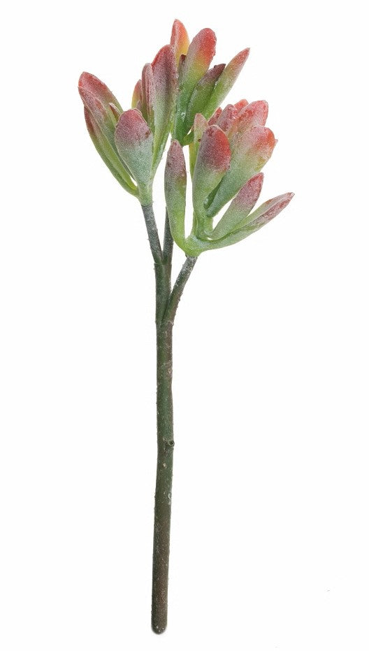 succulent red stem 15" Succulent Stem Red Tip