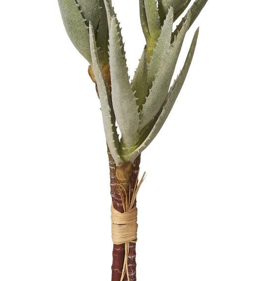 aloe vera plant long stem 16" Aloe Stem