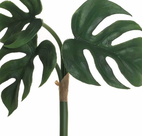 philodendron amazon 8" Split Leaf Philodendron Bush – Cokas Diko Home