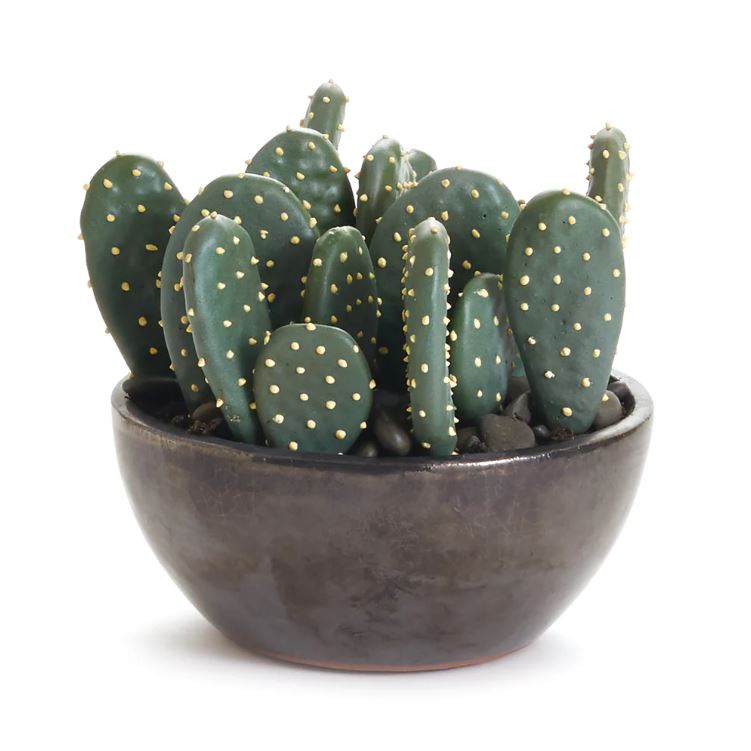 potted prickly pear cactus Eastern Prickly Pear Potted Cactus 5" – Cokas Diko Home