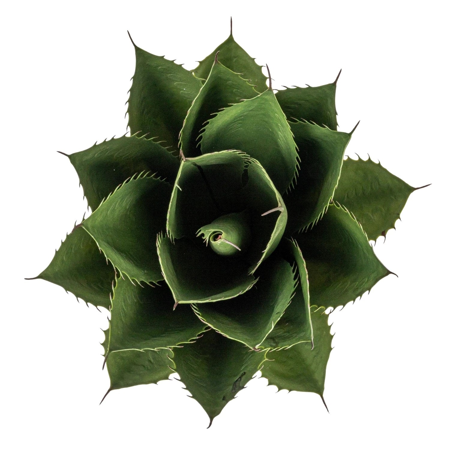 faux agave succulent Faux Agave Plant 20" – Cokas Diko Home