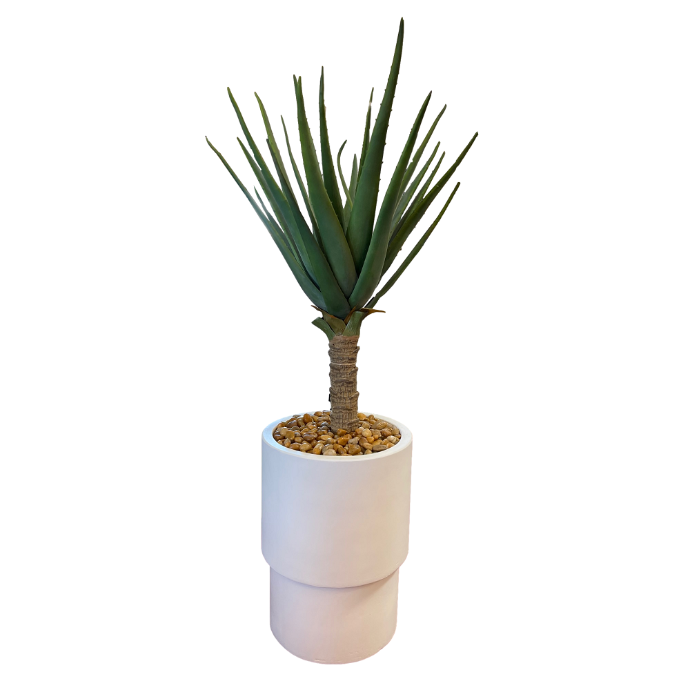 Aloe Plant in Pot