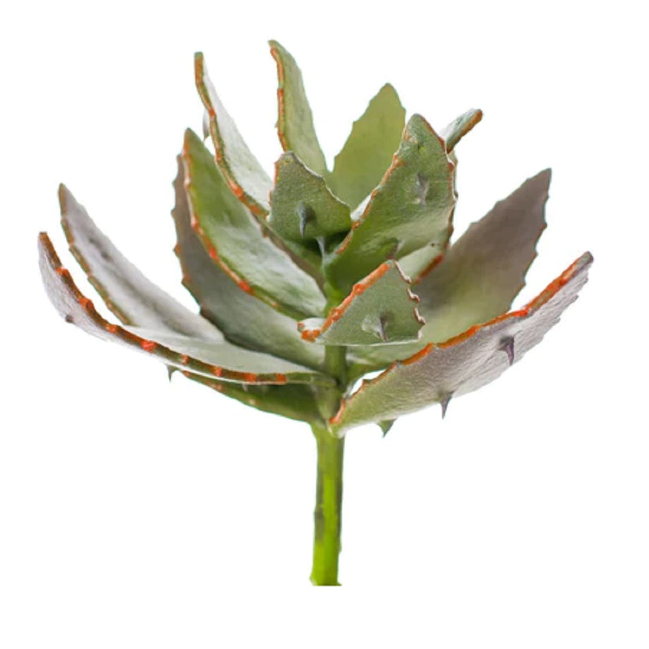 Aloe Vera Stem 9"