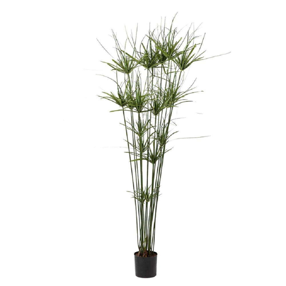 Papyrus Grass Tree